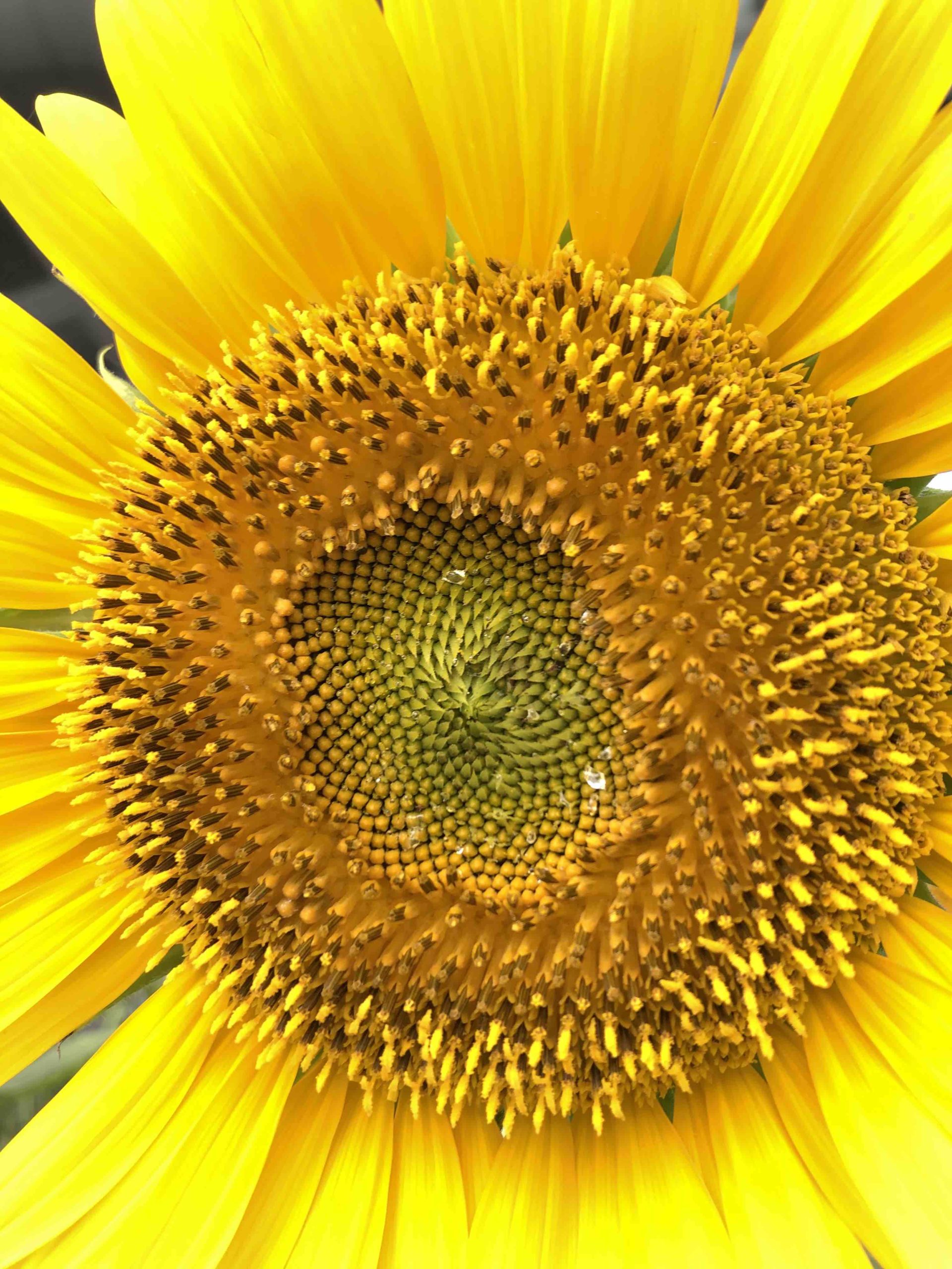 Sunflower in Hakata